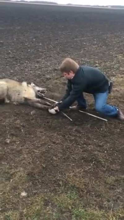 Timber Wolf released!