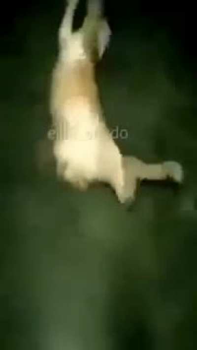 El gato del pico🦀 ser como: