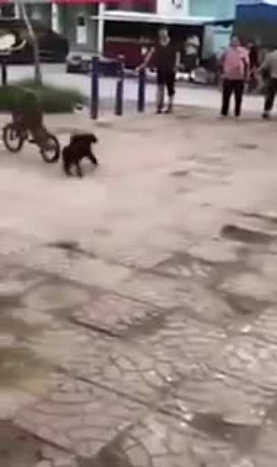 This little monkey fella nicked a bike and a dog caught him.