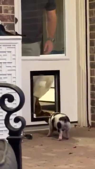 Family evicts innocent piglet to fend for itself