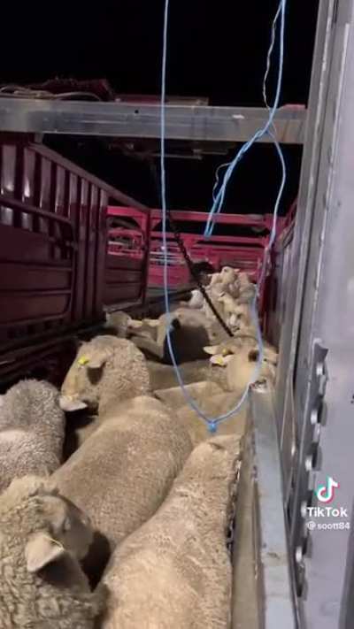 Herding professional at work