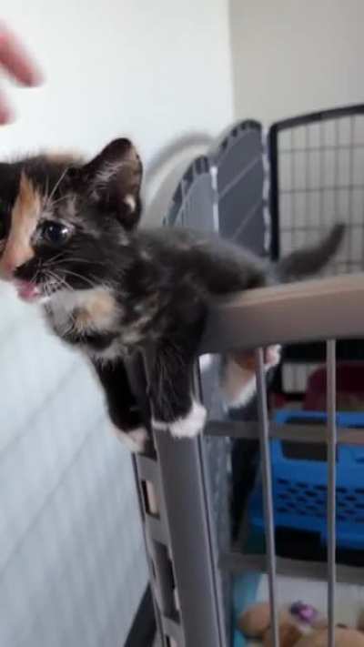 Lil guy has hops