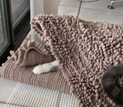 This is why we can&rsquo;t have rugs at our house