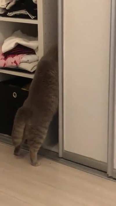 never underestimate a chonker&rsquo;s determination! (a week after vet put him on a diet)