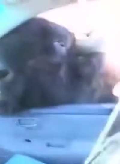 Animal intervention