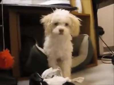 daNgeROUS crIminAL caught in ThE AcT, mUrdErS ThE ONLY WiTneSs