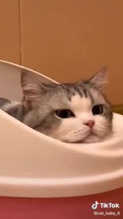Look at this cat