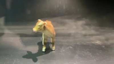 The aerodynamics of a cow