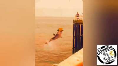 Rescuing the baby seal......