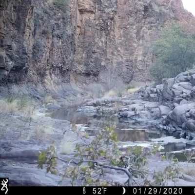 Chuck Norris, one of the dominant males from the Davis Mountains, Texas