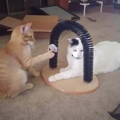 Snap cat