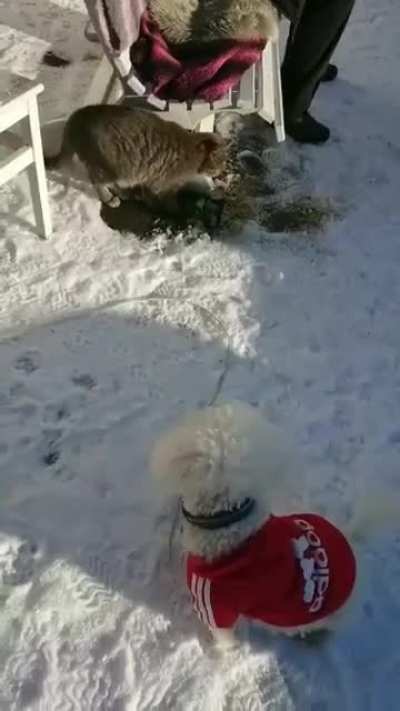 My dog didnt notice the cat for a solid 10 minutes