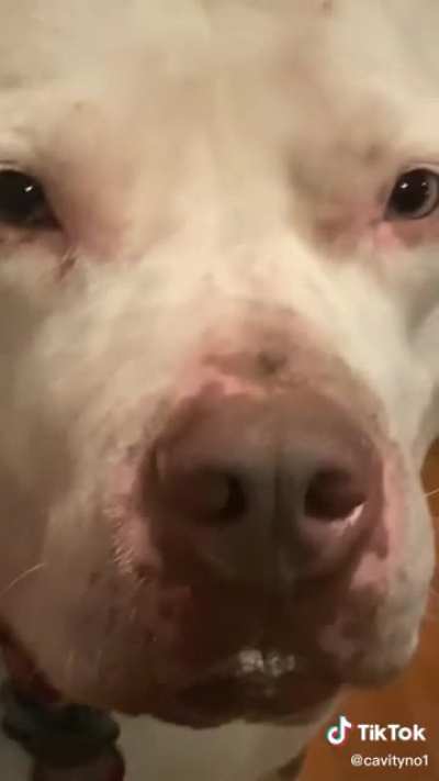 Dogs aren&rsquo;t supposed to eat jelly beans!