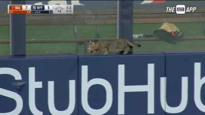 "Cat's got hops"