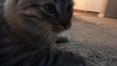 My cat Flipper responds the same way I do when someone puts a camera on me&hellip;