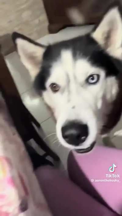 This husky speaks Italian 🤌