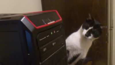 Curious kitty startled by cd drive&hellip;