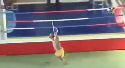 Yo peleando