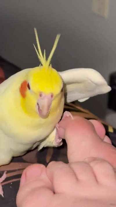 It&rsquo;s a party when he sees feet!