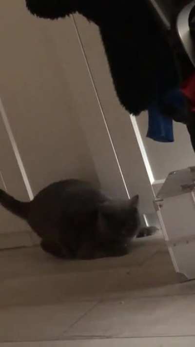 Can somebody help me what da chonk doin?