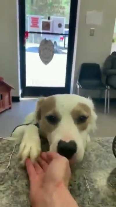 Shelter doggo with a huge smile being adopted.. lucky hooman!!
