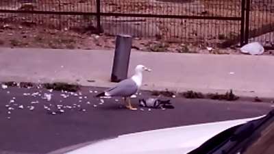 Helping with pigeon problem as well