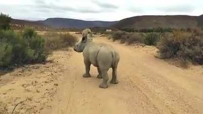 Butt Rhino