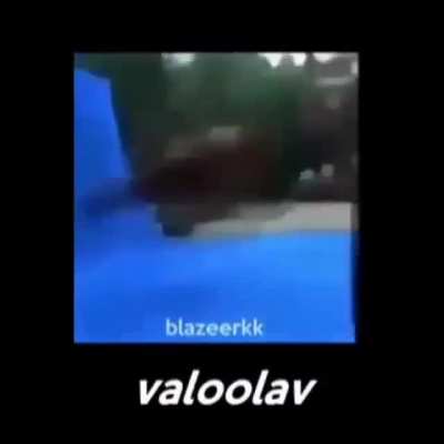 Cavalo alo