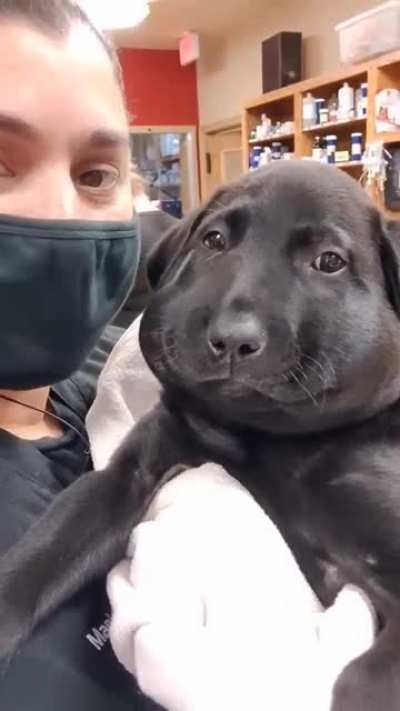 Flubber pupper