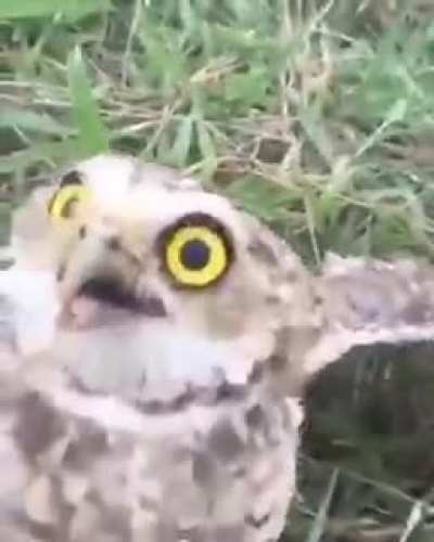 TO XERADAAAOO