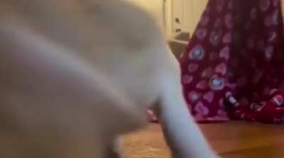 The camera kisser