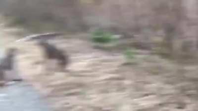 Lynx screaming at each other almost sound fake