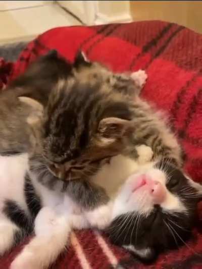 Cutie pies