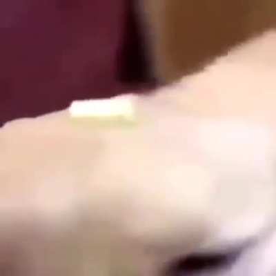 ButterDog