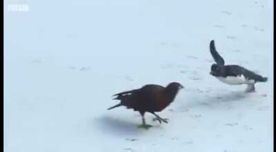 Ducks rescued a penguin that was being hunted by falcons
