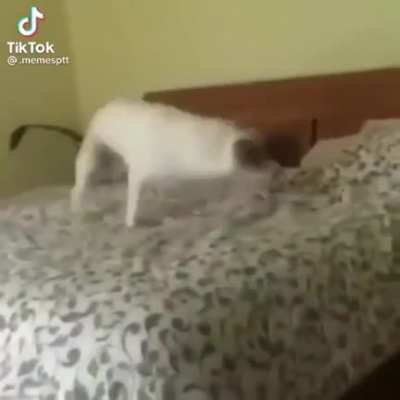 NOO-