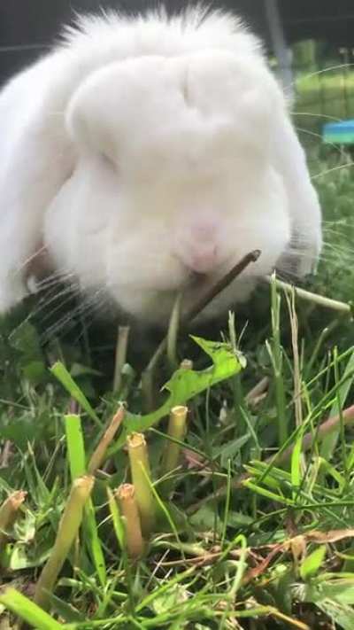 Rolex&rsquo;s outdoor munching (ASMR)