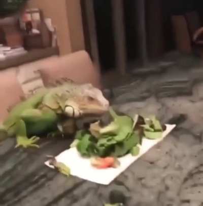 Iguana falling off table trying to eat lol