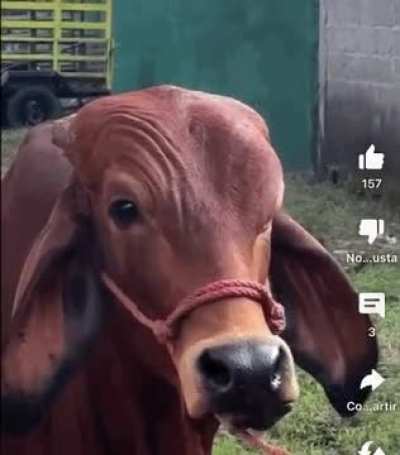 The Rosalia cow doesn&rsquo;t exist. The cow Rosalia: XD