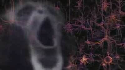 the monkey paw
