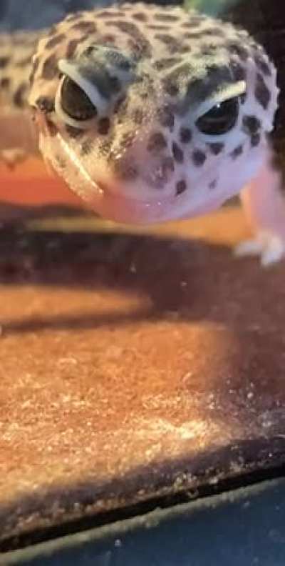 he yawn