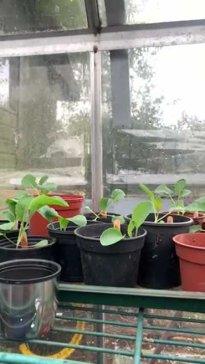 Greenhouse + rain