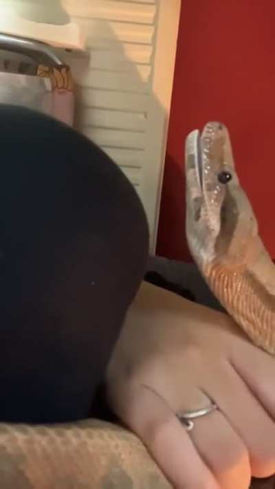 is dis normal? she a 7yr hog isle boa