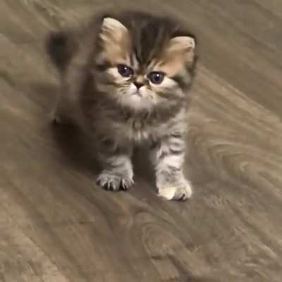 Awwngry fur ball