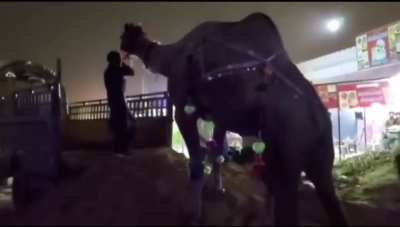 HMFT after this camel deforms my face