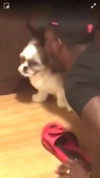 he got that dawg in him.
