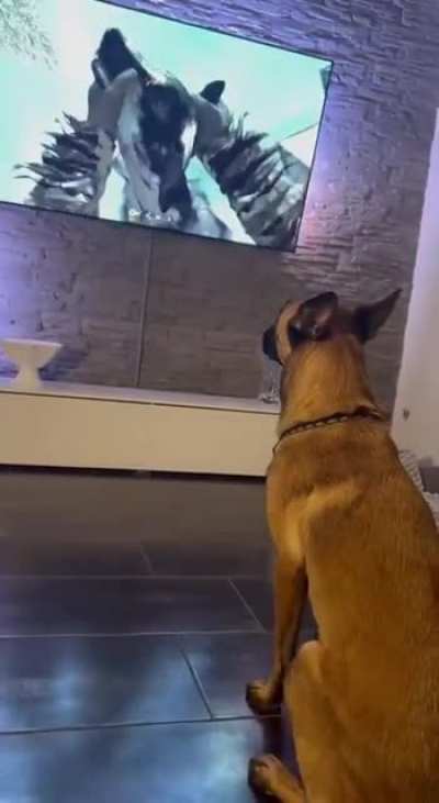 dOg GAMEr