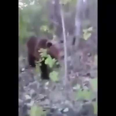 DBS pushing a bear!