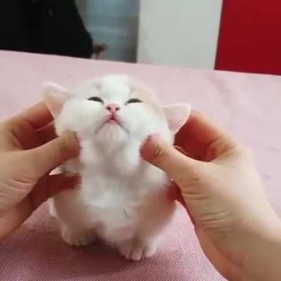 Literally a cotton ball with ears, legs, and a tail