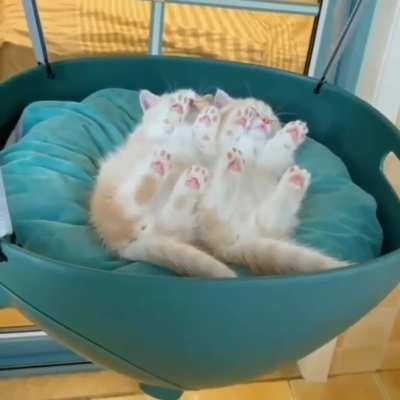 Sleepy kittys